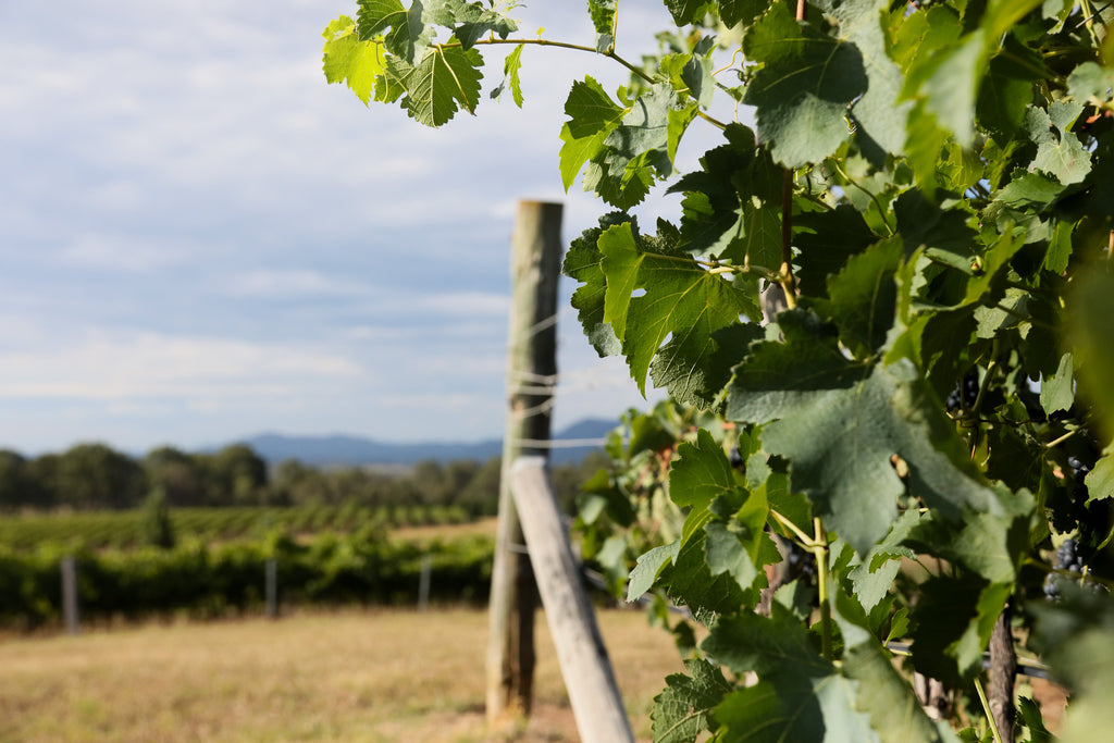 Clay Workshop at Thomas Wines - Hunter Valley