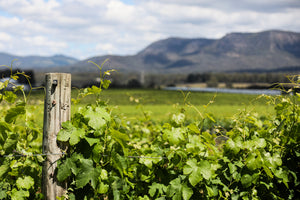 Clay Workshop at Thomas Wines - Hunter Valley